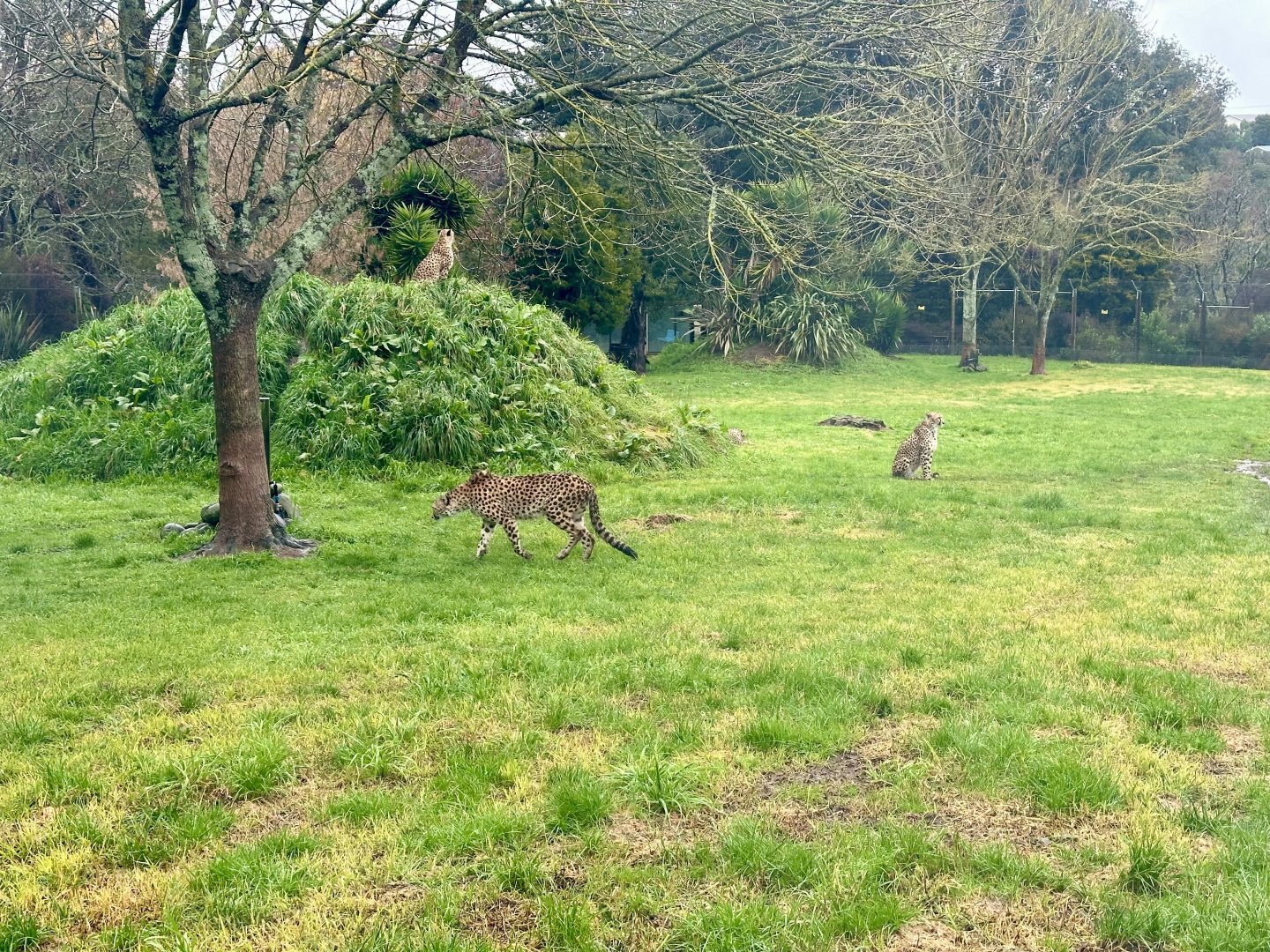 Four Cheetah (Bachelor Coalition)