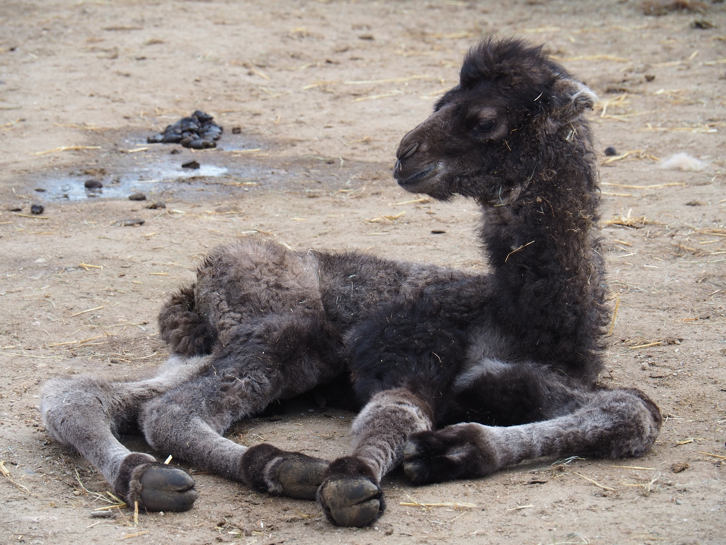 Four-day old Bactrian camel calf (Camelus bactrianus), 2019-04-06