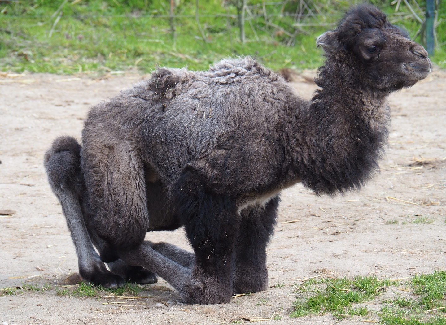 Four-day old Bactrian camel calf (Camelus bactrianus), 2019-04-06