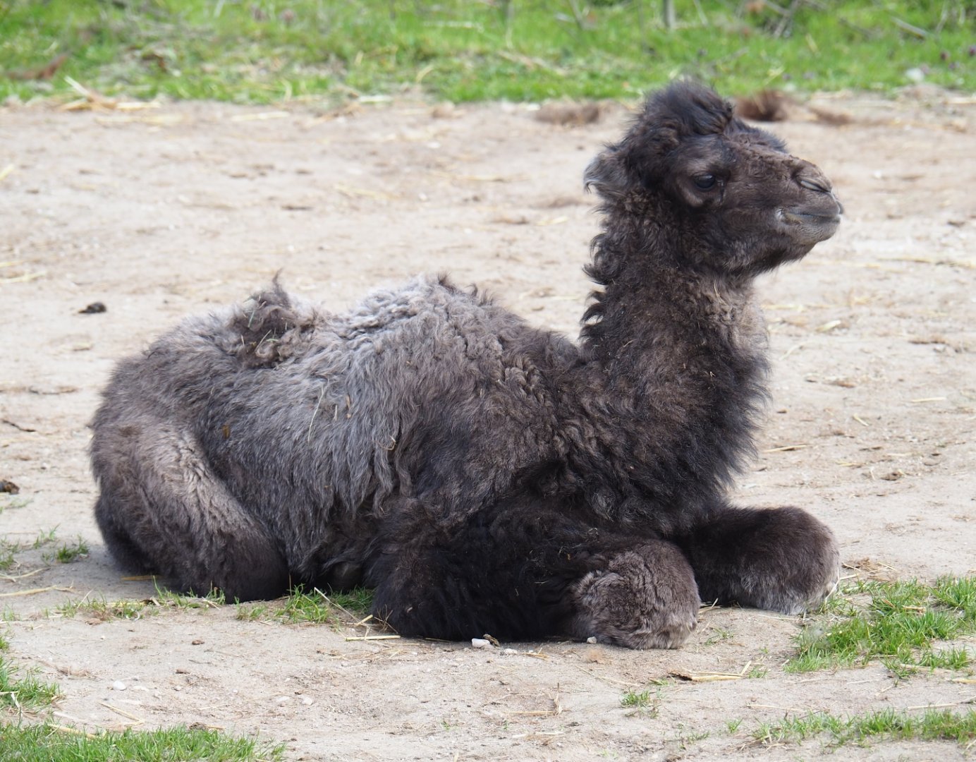 Four-day old Bactrian camel calf (Camelus bactrianus), 2019-04-06
