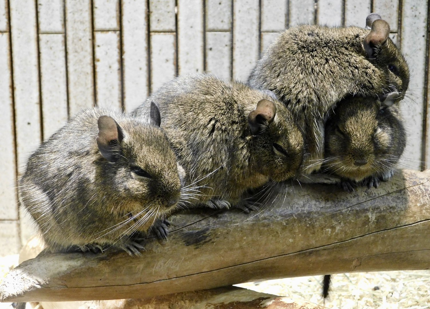 Four Degus (Octodon degus) November 29, 2025