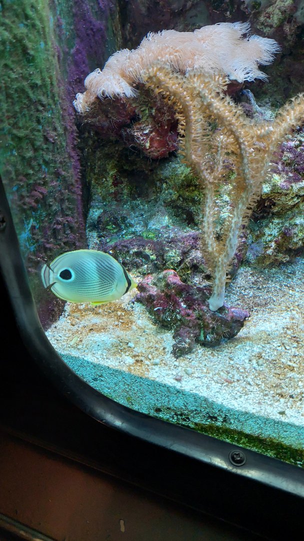 Four eye butterflyfish in Atlantic Reef tank