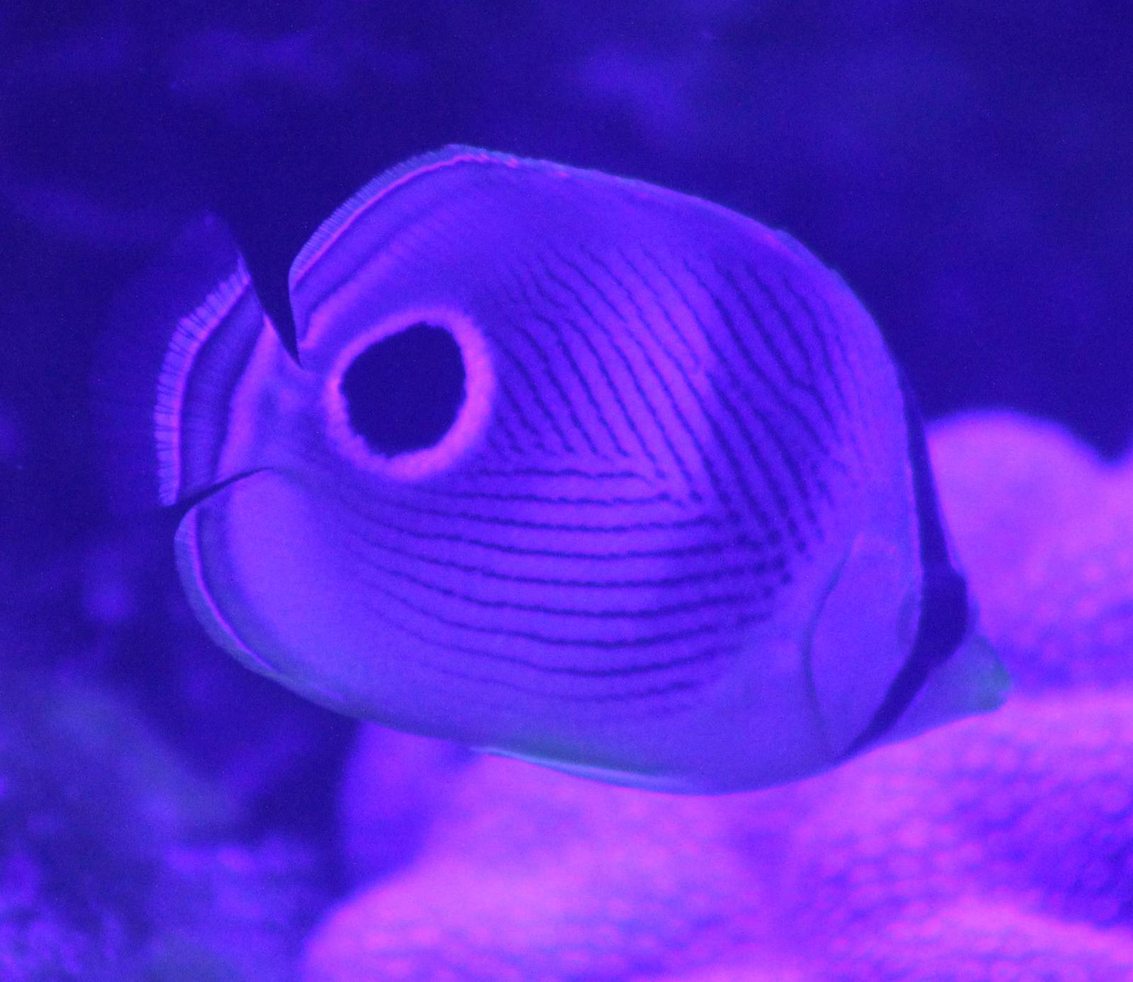 Four-eyed butterflyfish
