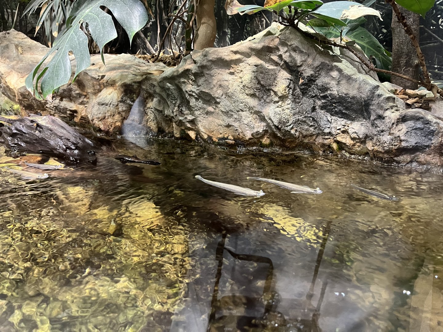 Four eyed fish 13.7.25