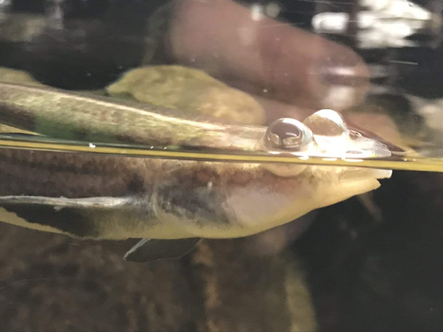 Four-eyed fish 280118