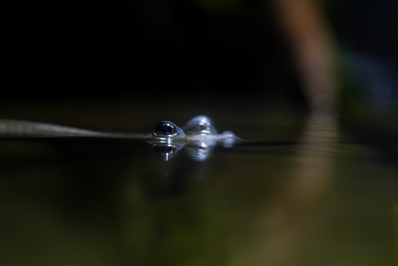 Four-eyed Fish (Above Water) // Flooded Forest