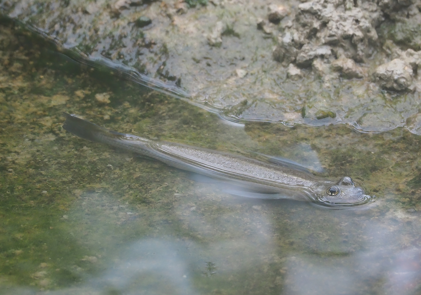 Four-eyed fish (Anableps anableps), 2023-10-07