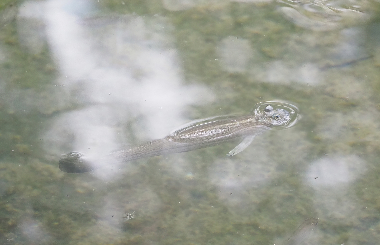 Four-eyed fish (Anableps anableps), 2023-10-07
