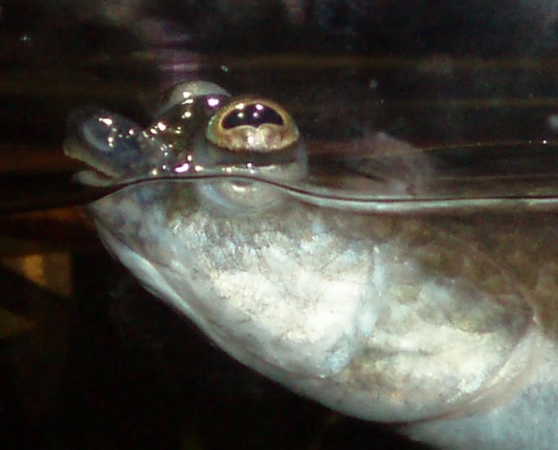 Four-eyed Fish (Anableps anableps)