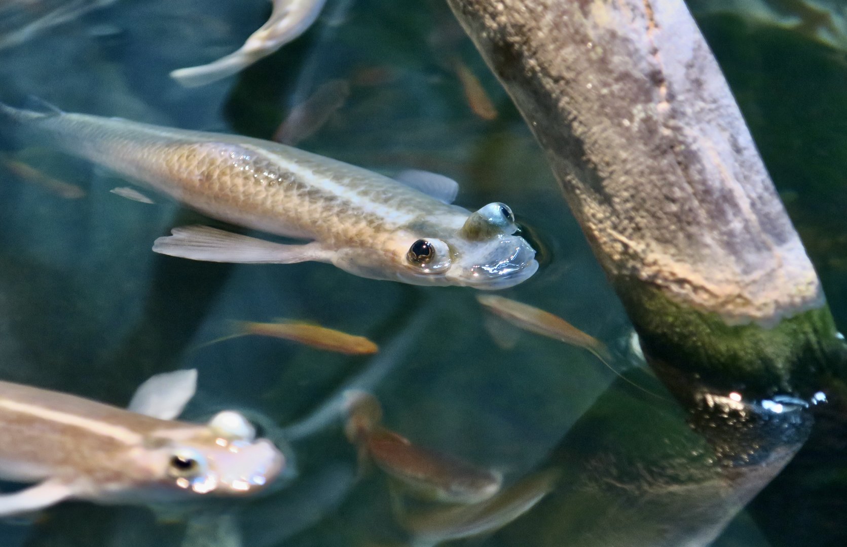 Four-Eyed Fish (Anableps anableps)