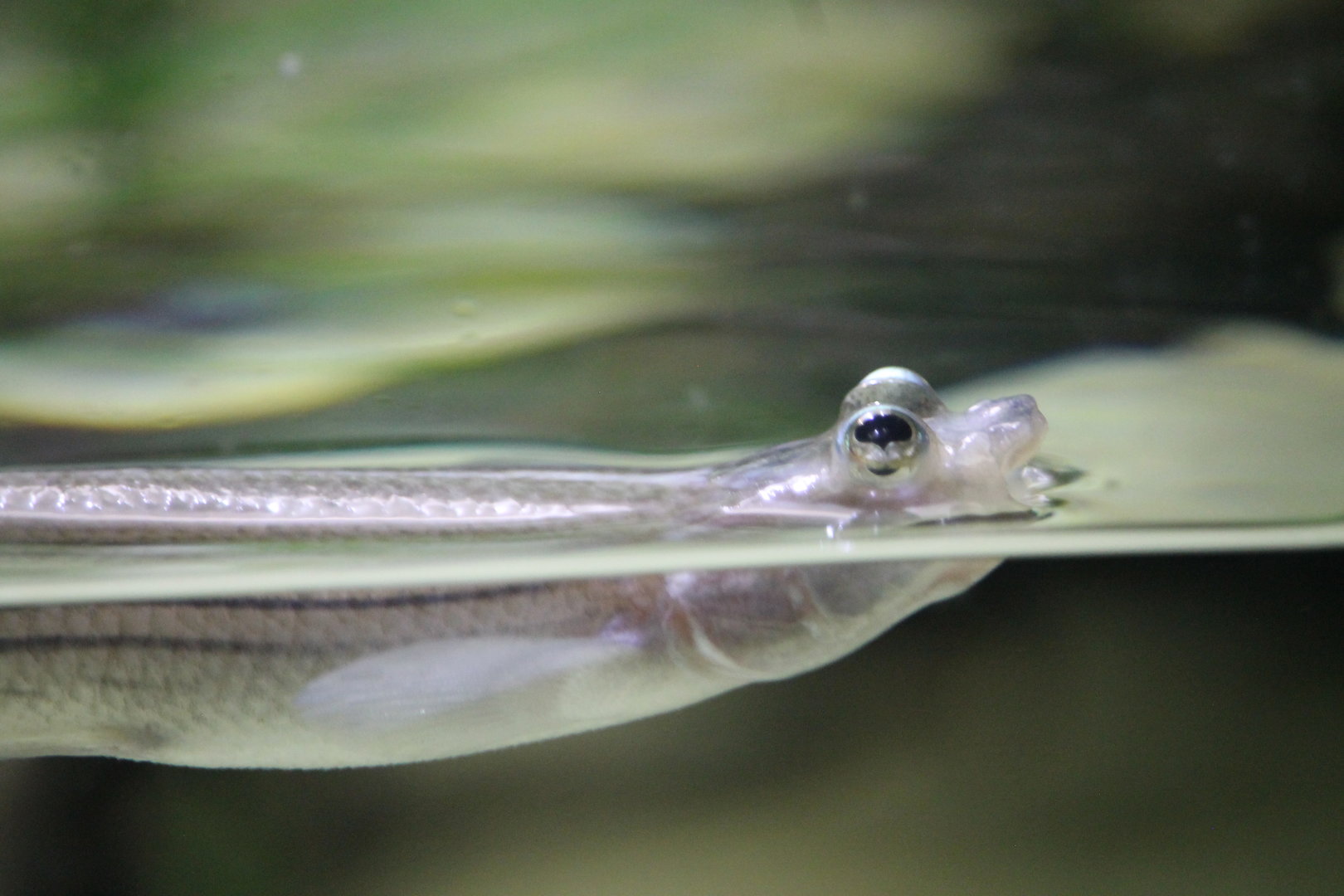 Four-eyed fish (Anableps anableps)