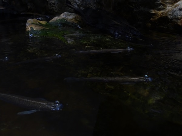 Four-eyed fish (Anableps anableps)