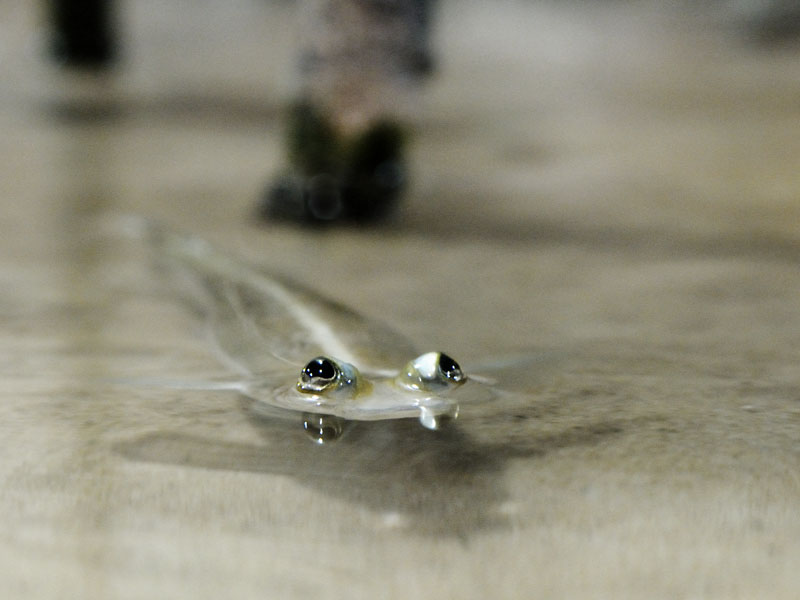 Four-eyed fish at the Blue Planet Aquarium
