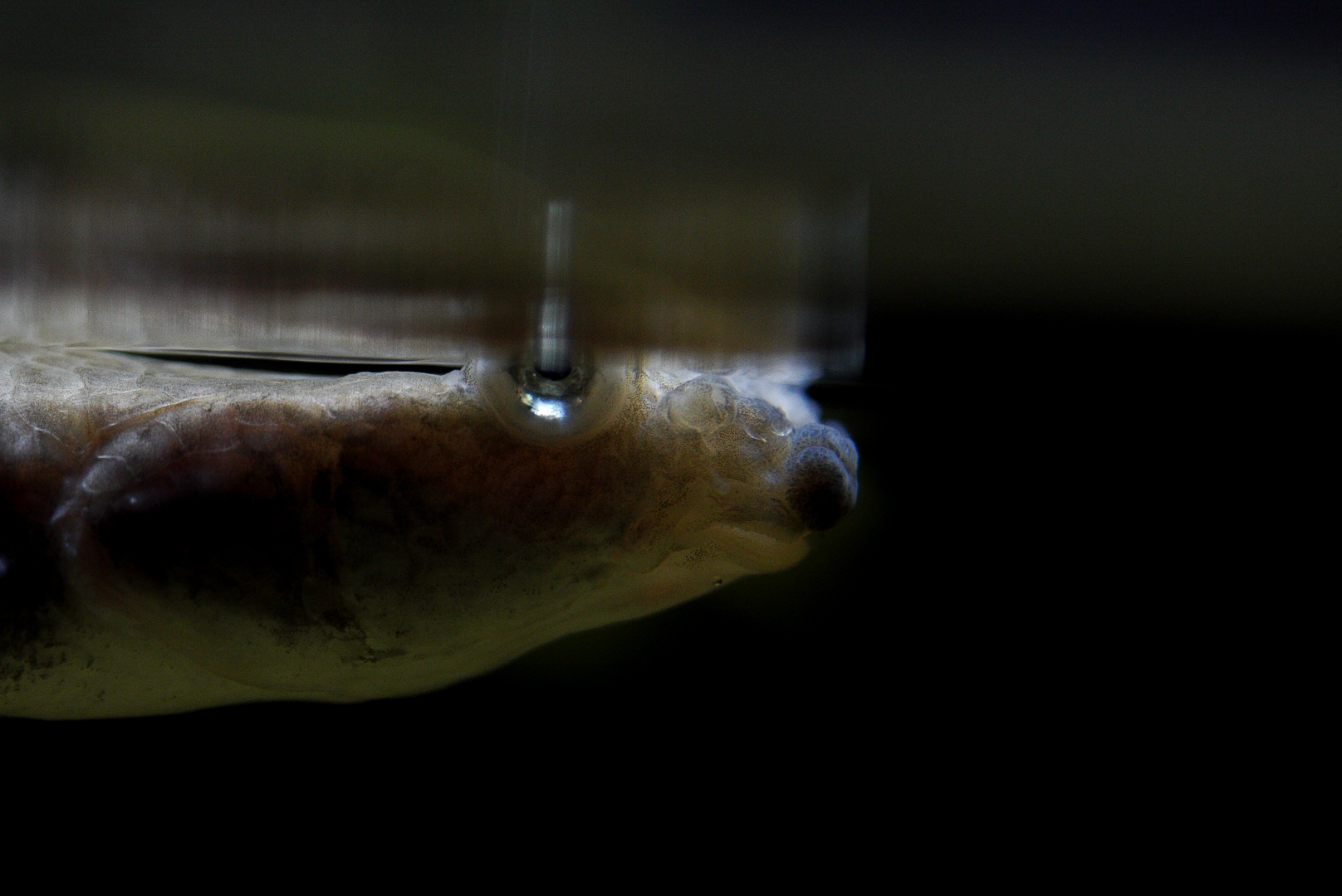 Four-eyed Fish (Below Water) // Flooded Forest