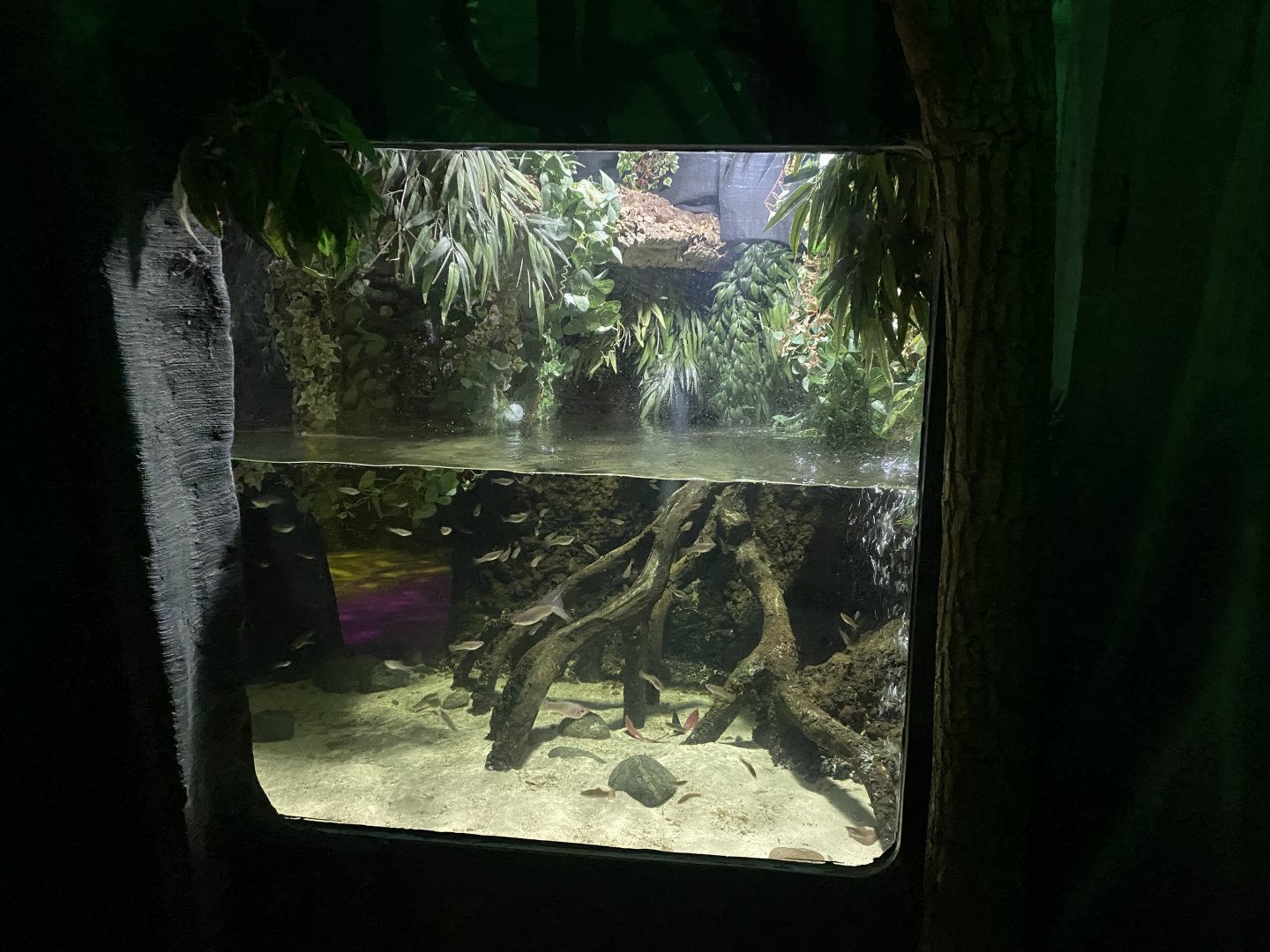 Four-eyed fish exhibit 060125