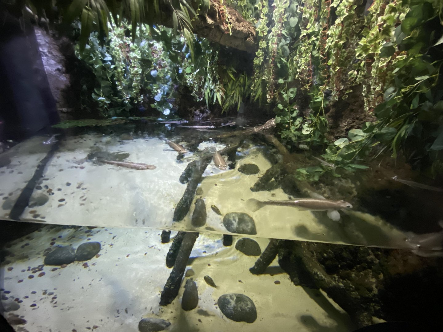 Four-eyed fish exhibit 080122