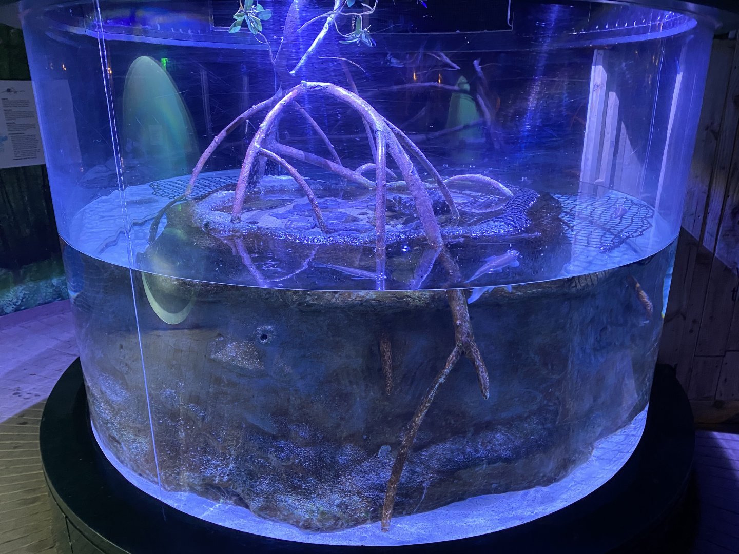 Four-eyed fish exhibit 160220