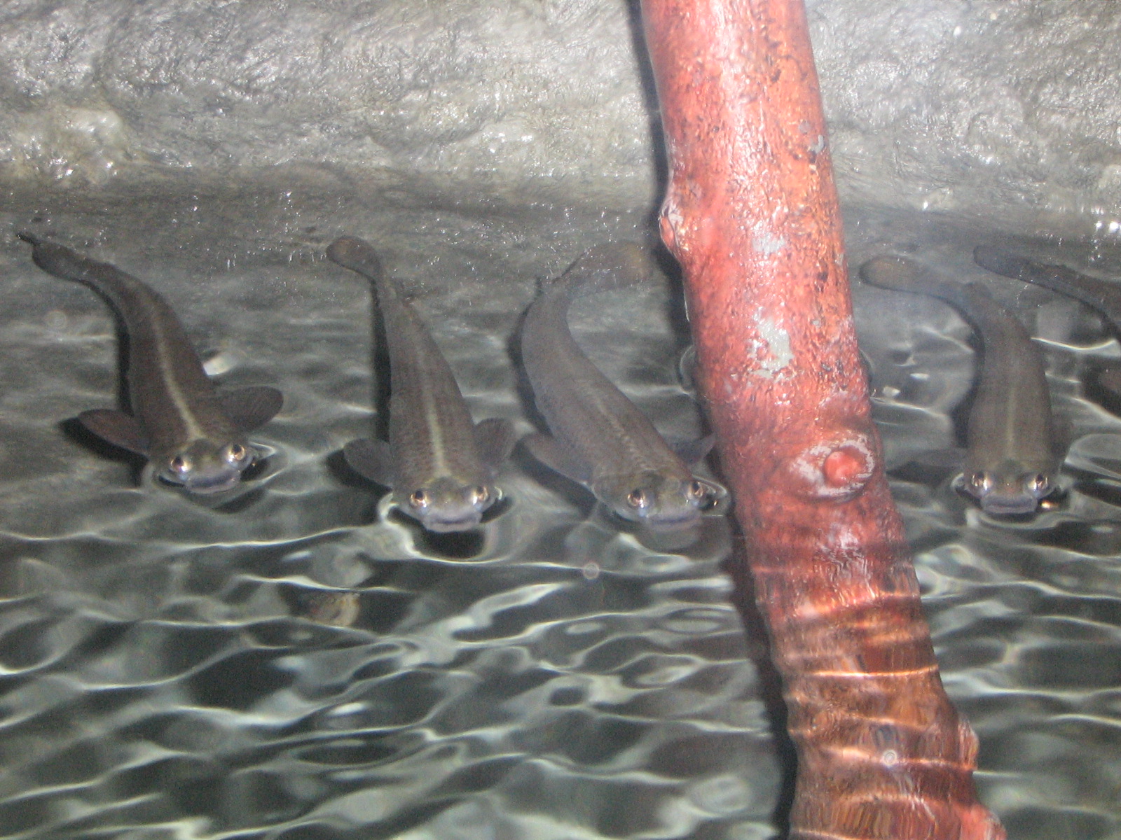 Four-eyed fish Living Coasts 2008