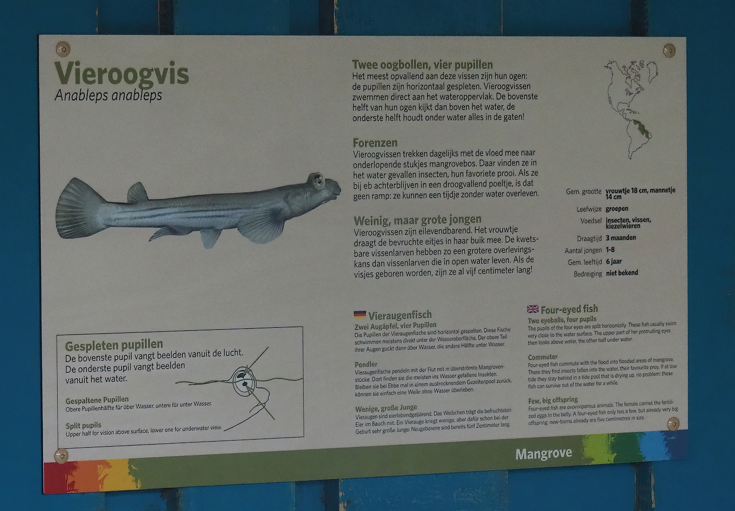 Four-eyed fish signage, 2023-10-07