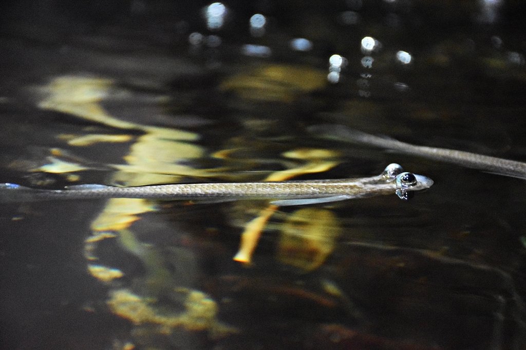 Four-eyed fish
