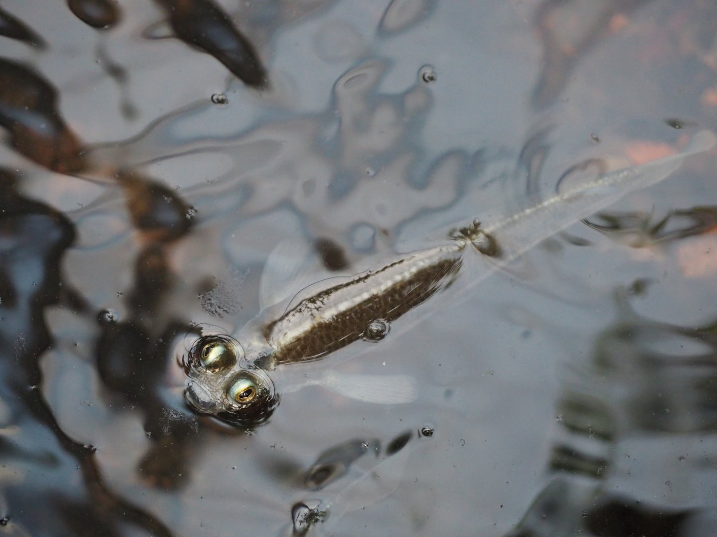 Four Eyed Fish