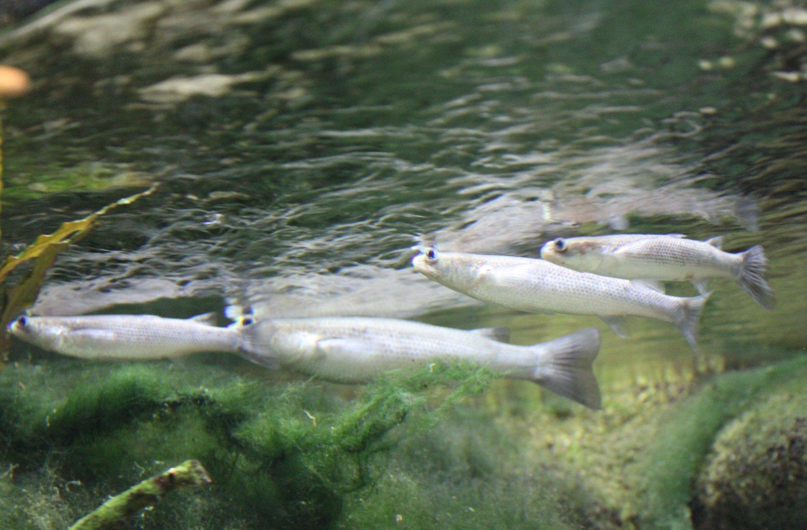 Four-eyed fishes