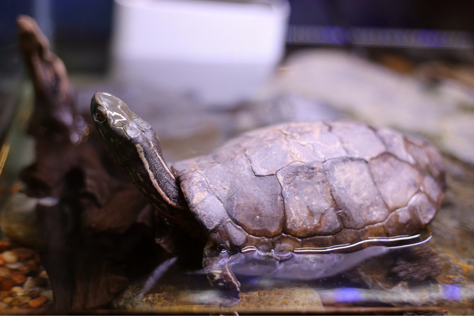 Four-eyed Turtle (Sacalia quadriocellata)