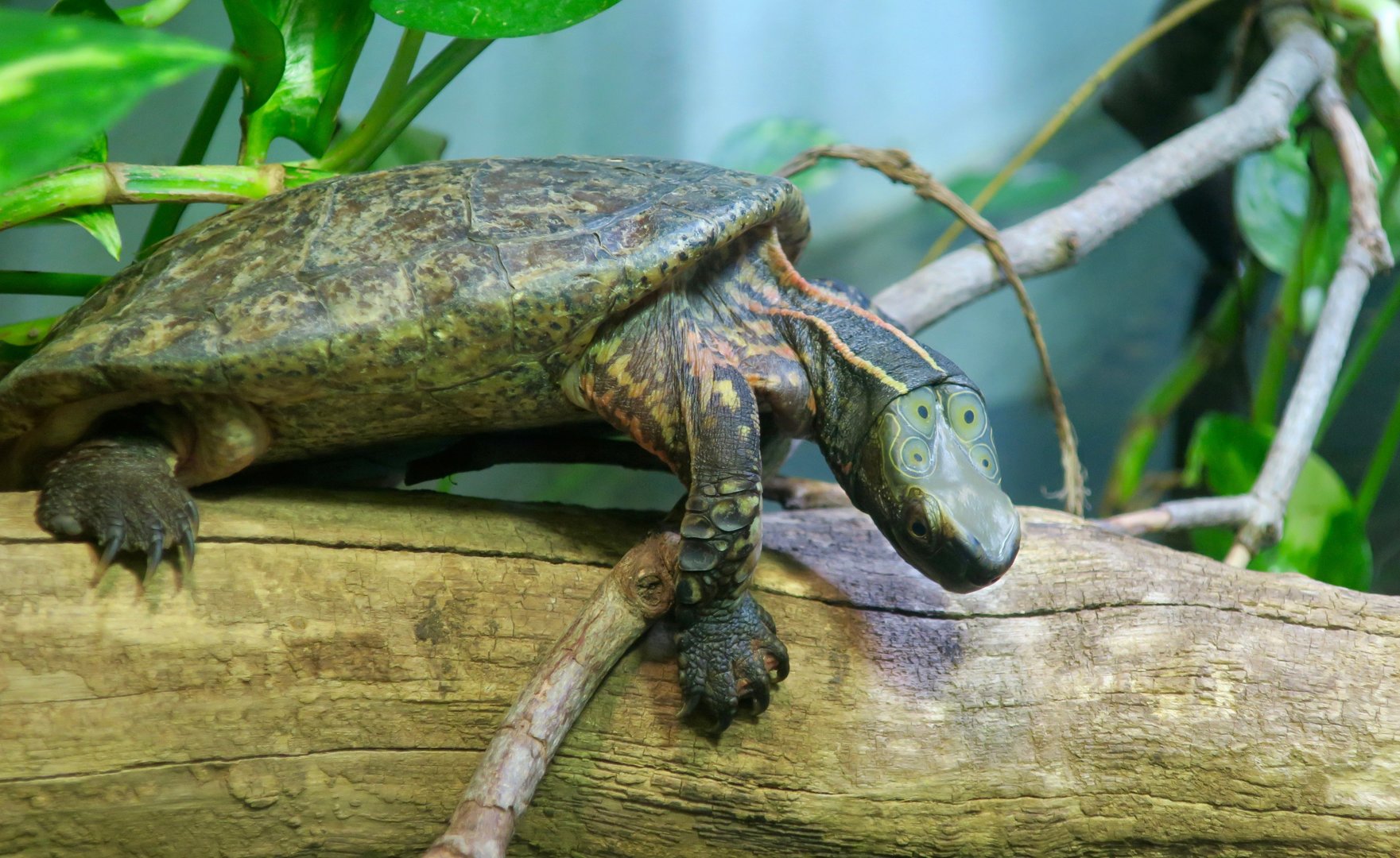 Four-Eyed Turtle (Sacalia quadriocellata)