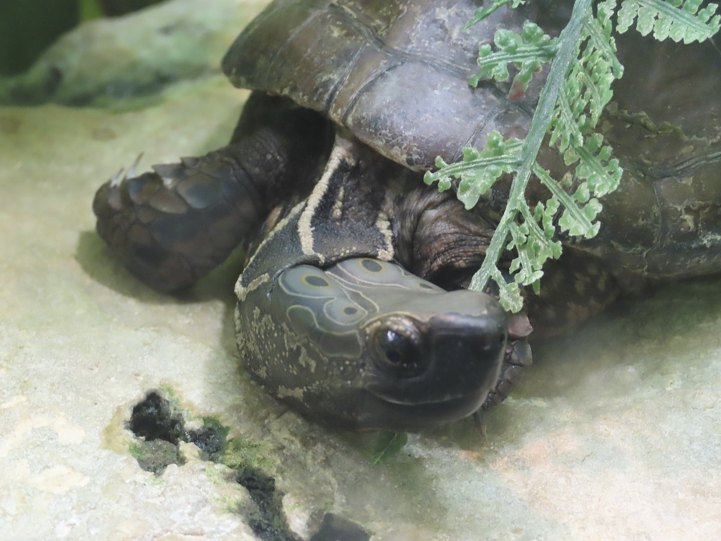 Four-eyed Turtle (Sacalia quadriocellata)