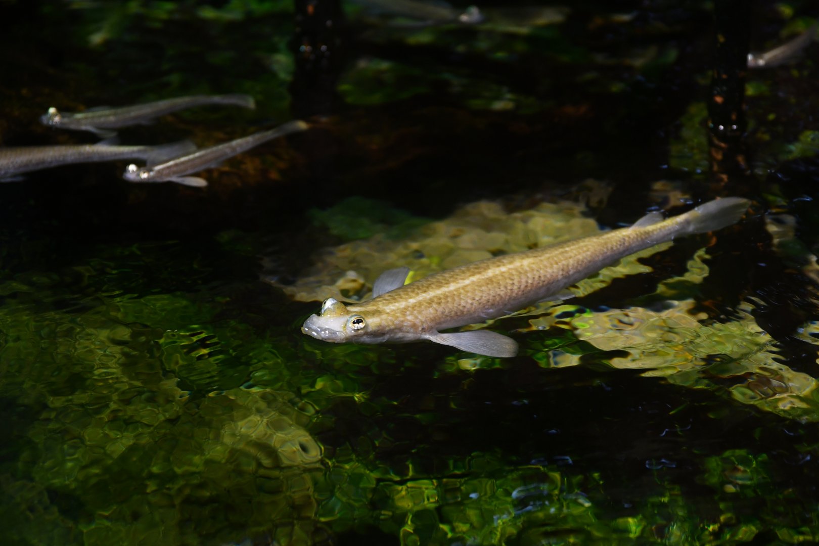 Four-eyes - Anableps anableps