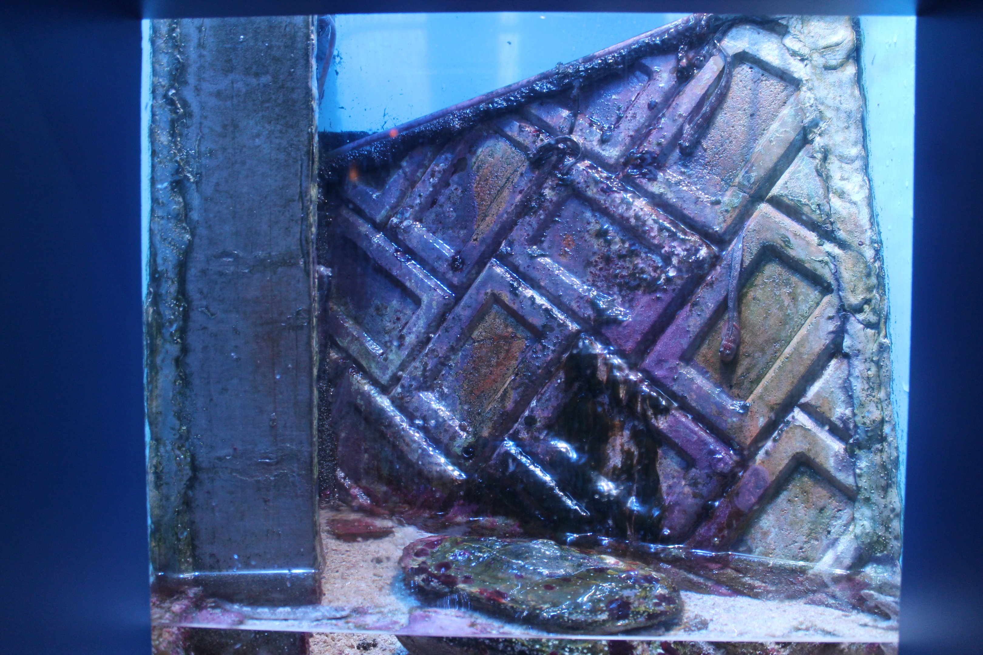 Four-fingered Lipsucker (Andamia tetradactylus) tank