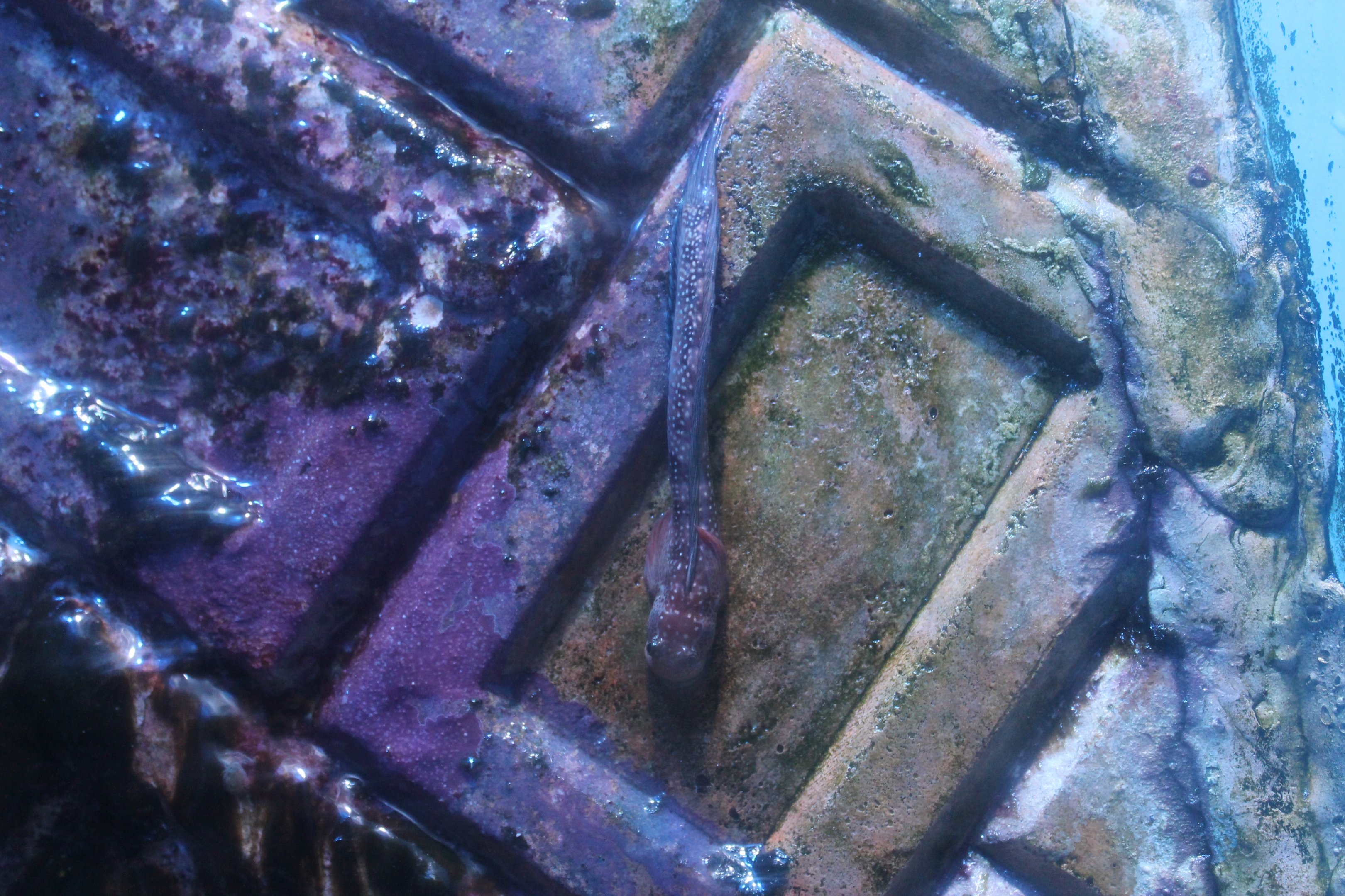 Four-fingered Lipsucker (Andamia tetradactylus)