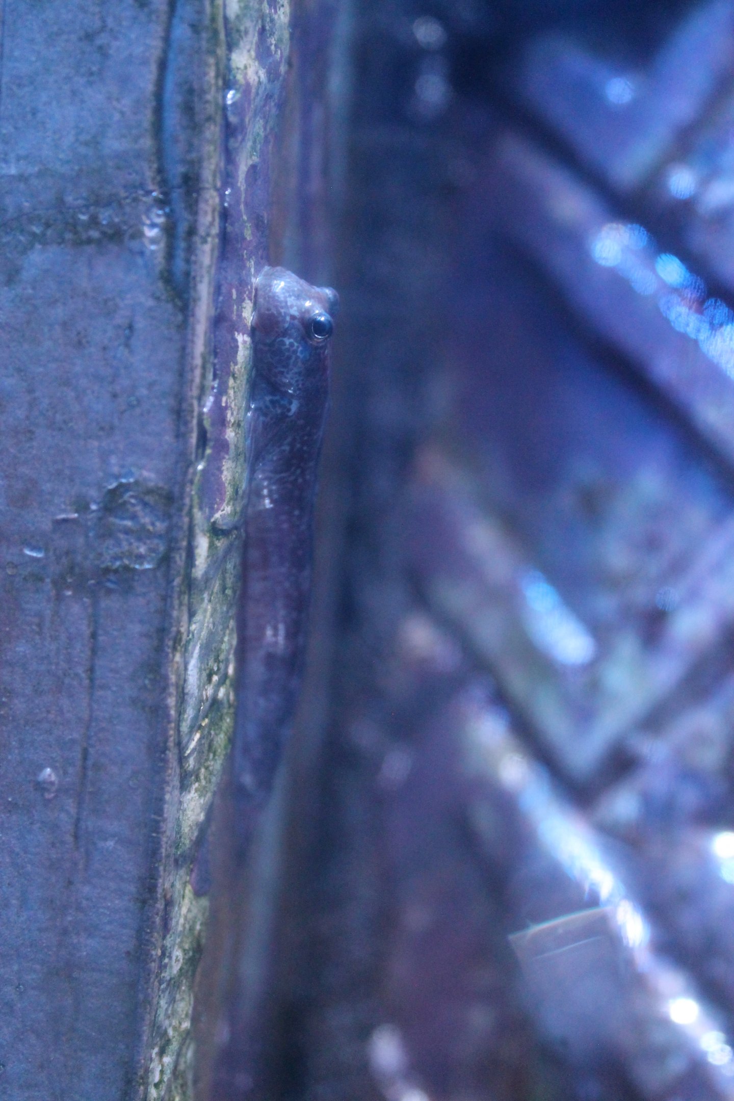 Four-fingered Lipsucker (Andamia tetradactylus)