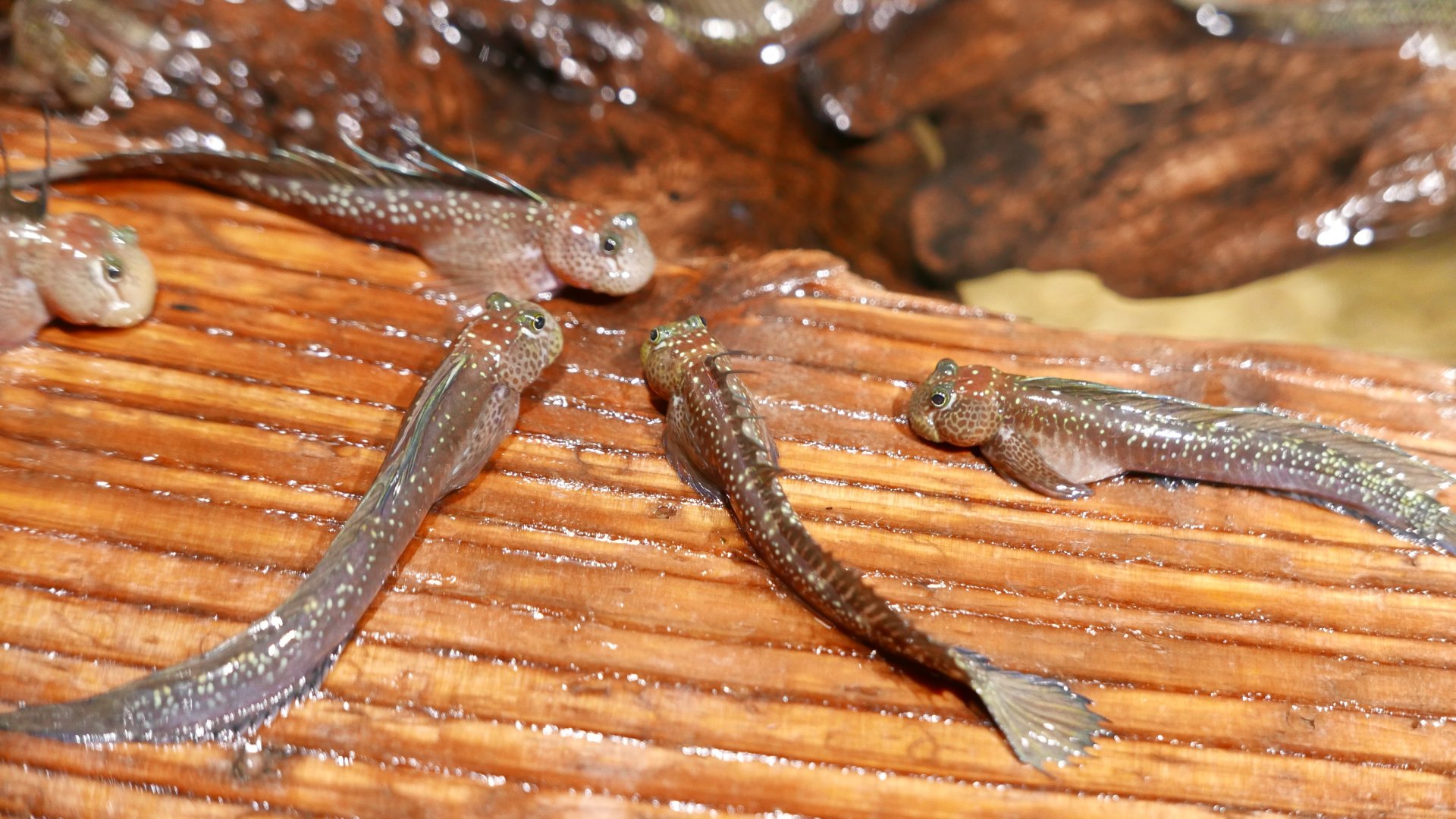 Four-Fingered Lipsucker