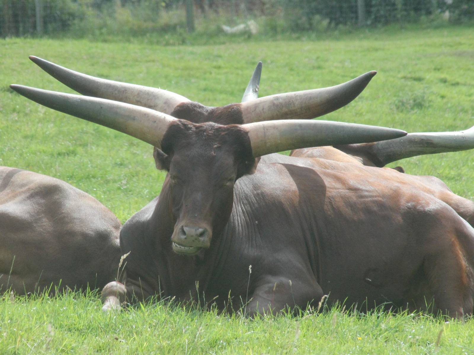 Four-Horned Ankole Cattle at Knowsley