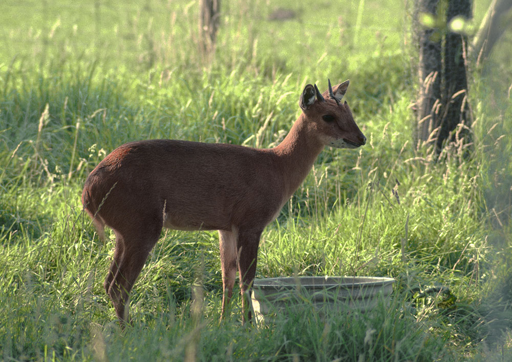 Four horned antelope 1981