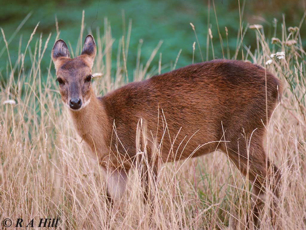 Four horned antelope (old photo)