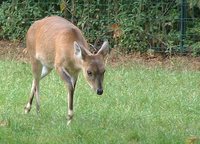 Four Horned Antelope - Paris JP, 2005