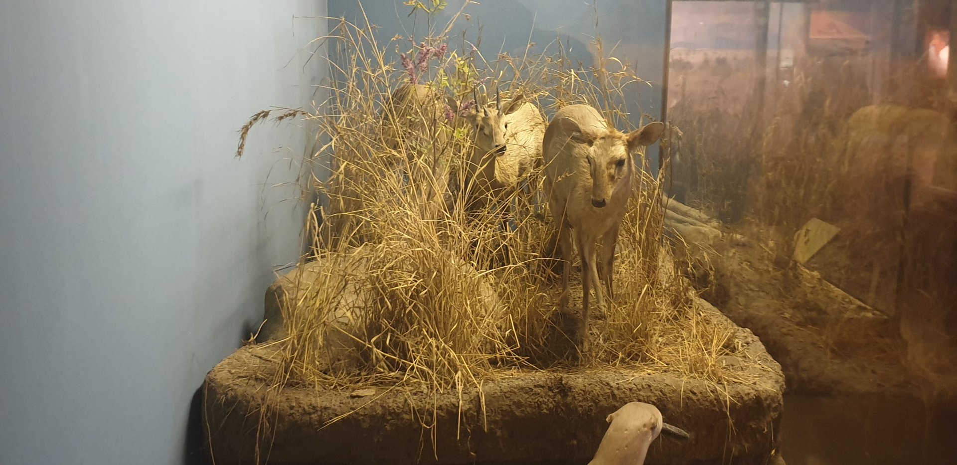 Four-horned antelope & Smooth-coated otter