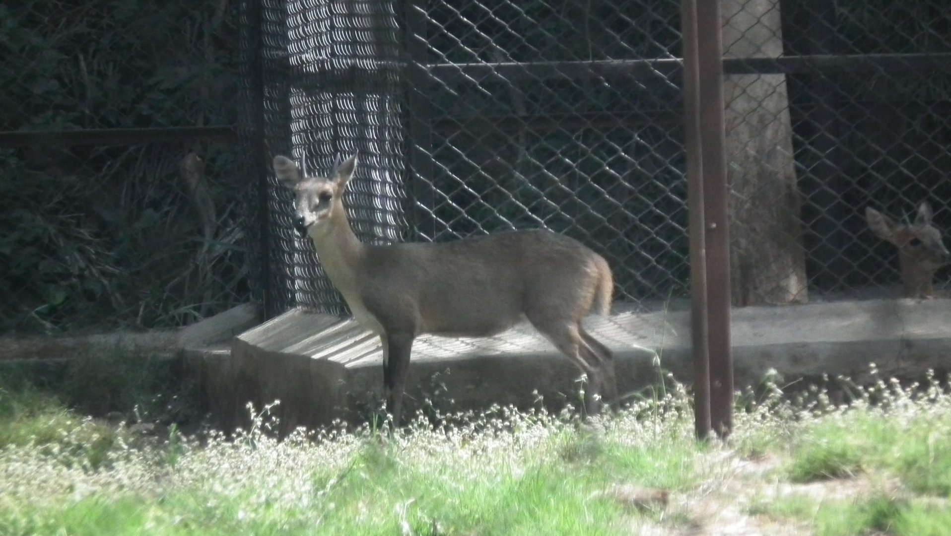 Four-horned Antelope (Tetracerus quadricornis) 2012