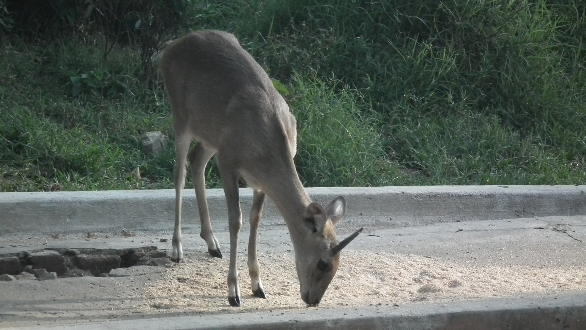 Four-horned Antelope (Tetracerus quadricornis) 2015