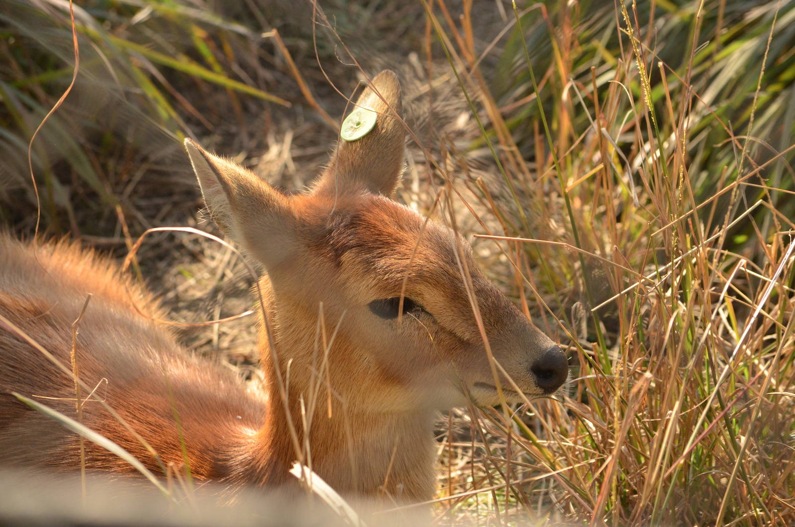 Four horned antelope (Tetracerus quadricornis)