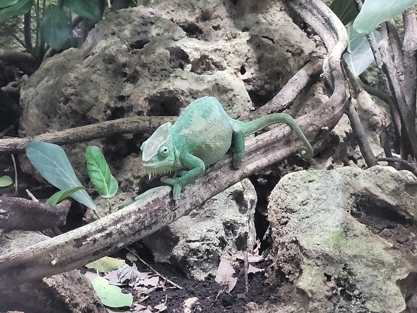 Four-horned chameleon -Réserve Africaine de Sigean (2022)