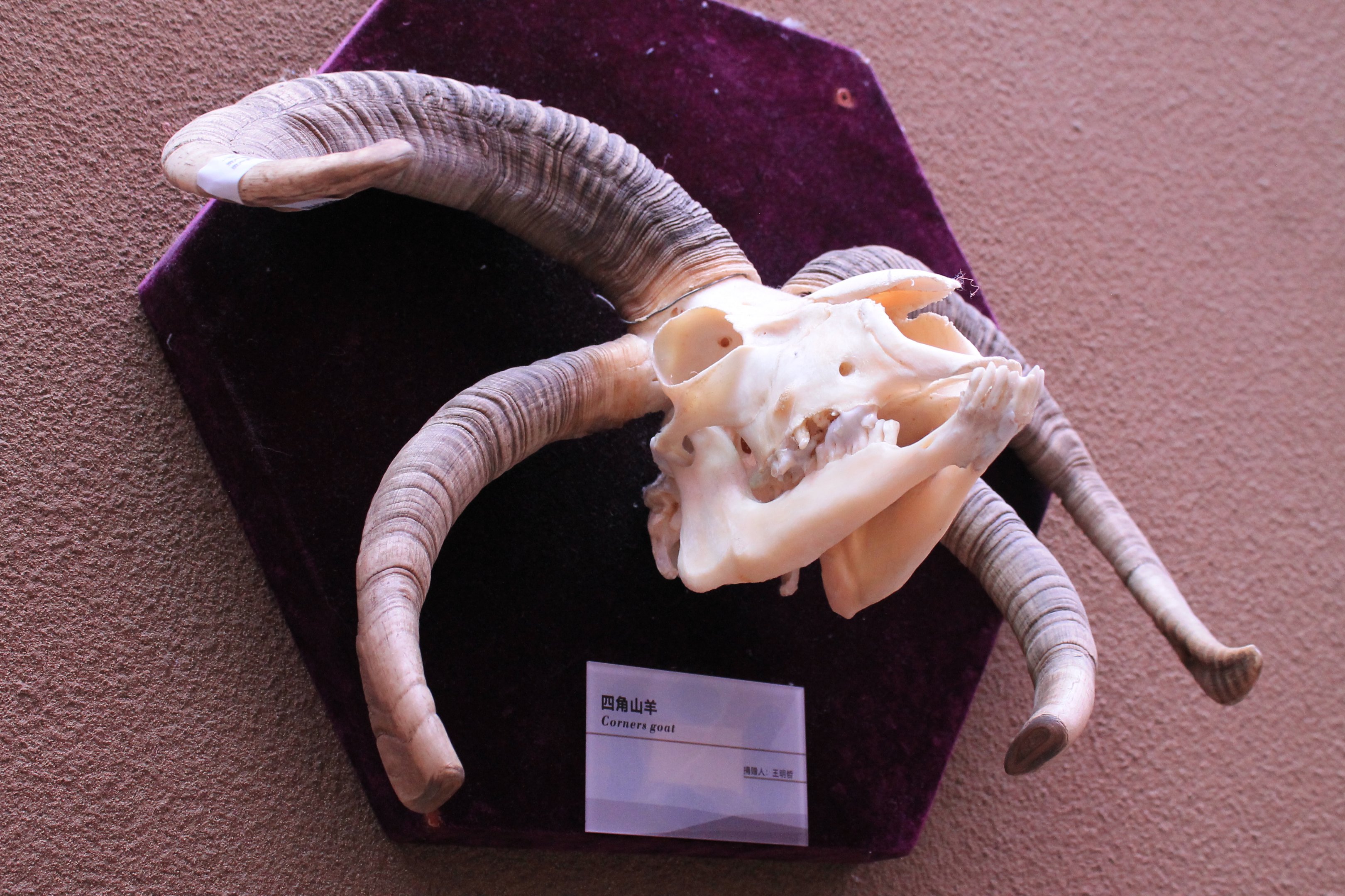 Four-horned Sheep - Shaanxi Nature Museum