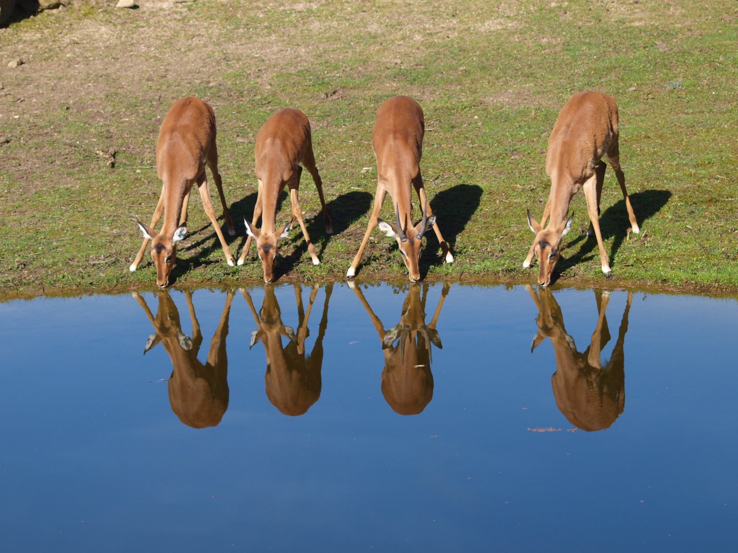 Four impalas (Aepyceros melampus)  in a row drinking
