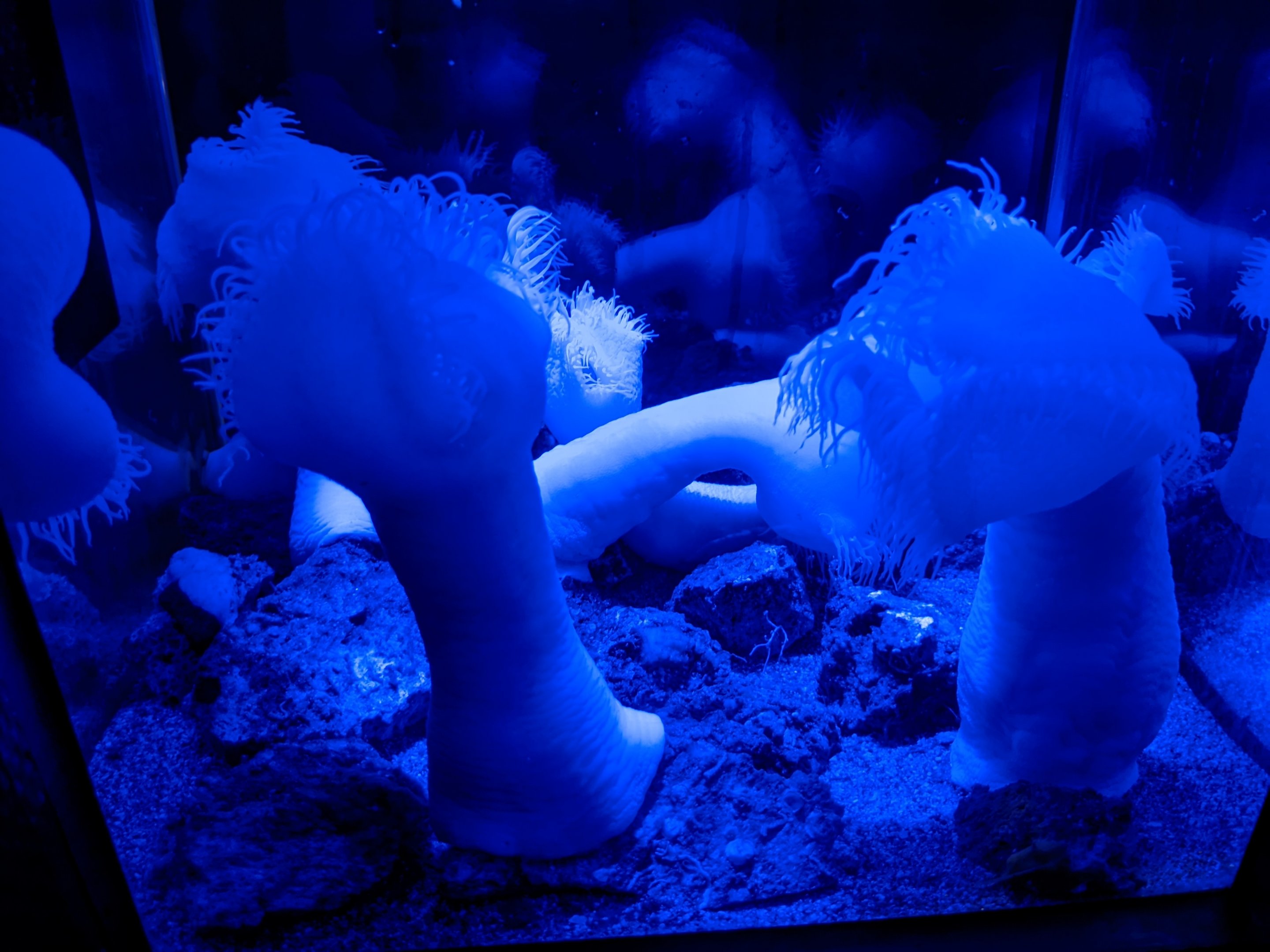 Four-leaf Sea Anemones (Isactinernus quadrilobatus)