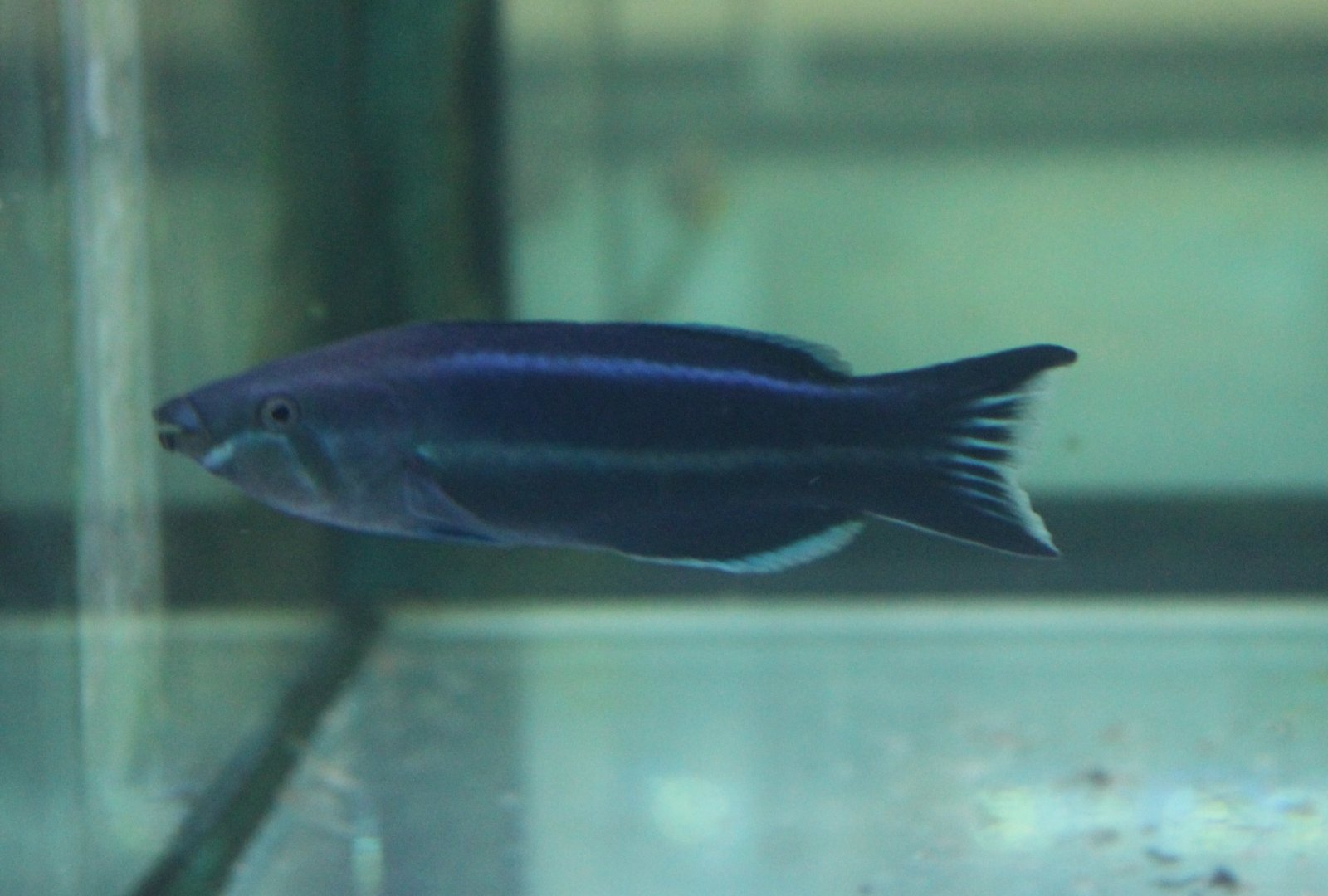 Four-line wrasse - Larabicus quadrilineatus