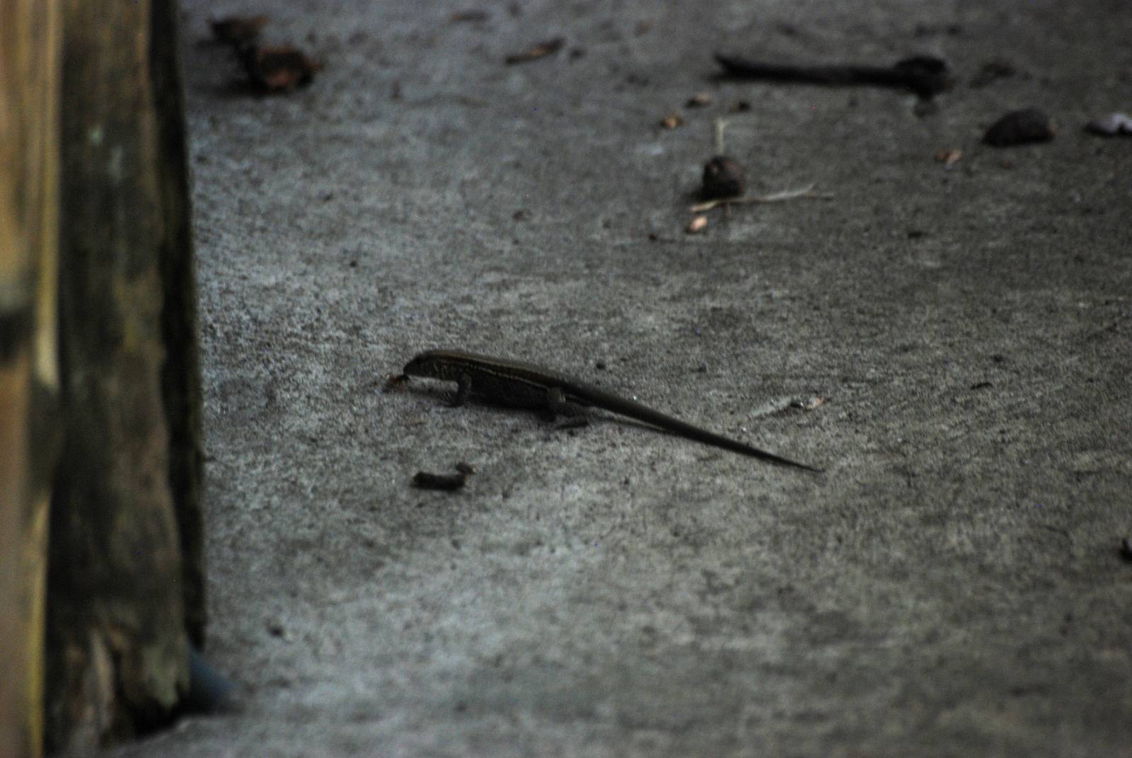 Four-lined Ameiva at Tortuguero, 13/04/14