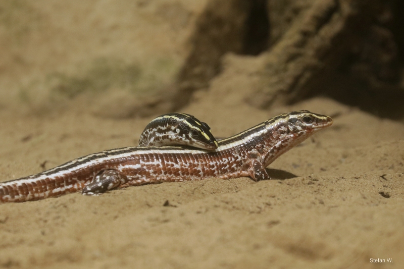 four-lined girdled lizard (Zonosaurus quadrilineatus)
