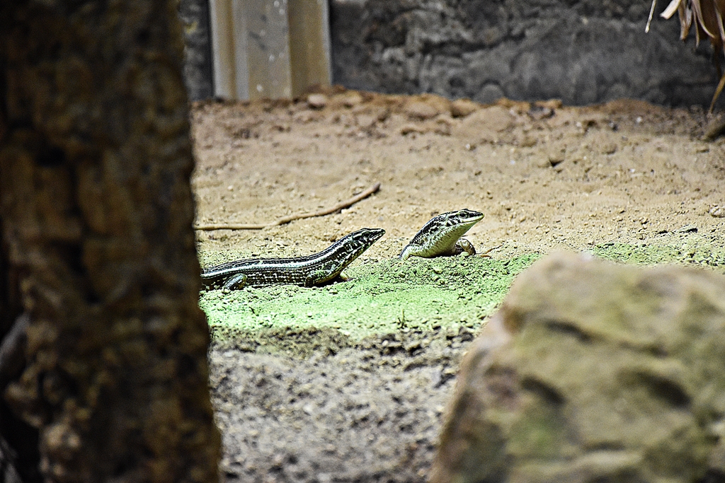 Four-lined Girdled Lizard